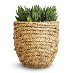 Cody Plant Pot - Straw Grass 40 Cody Plant Pot - Straw Grass -Plant Promotion Store Haworthia Zebrina 10.5x17cm Cody Plant Pot Straw Grass 17x15cm 176c7f15 f1b3 4be3 8ae1 f83efb605f74