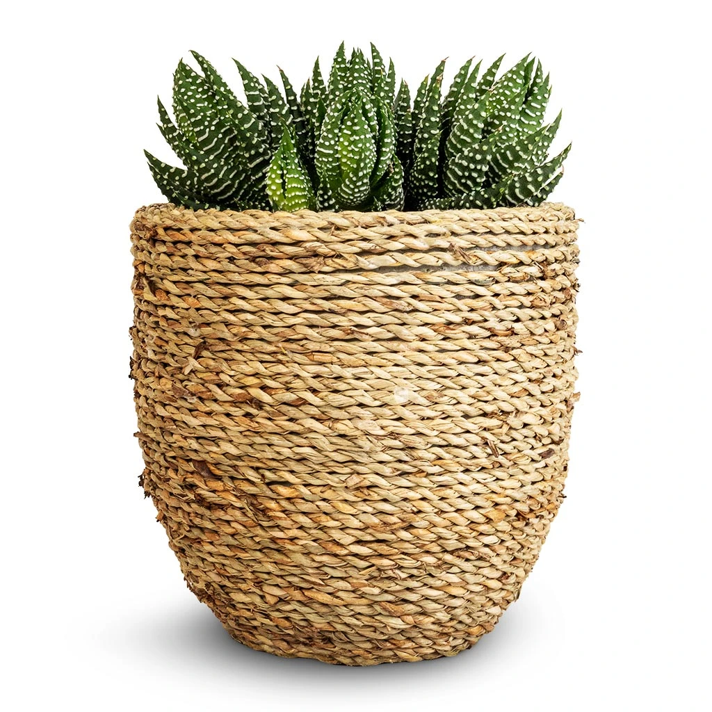 Cody Plant Pot - Straw Grass 21 Cody Plant Pot - Straw Grass - Image 19