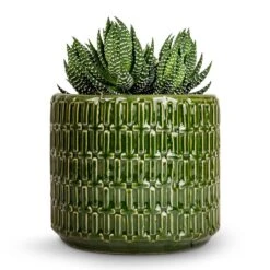 Flor Plant Pot - Green 17 Flor Plant Pot - Green -Plant Promotion Store Haworthia Zebrina 10.5x17cm Flor Plant Pot Green 14x12cm 5c927e28 5815 4ca3 a788 b19aa0b3d2b4