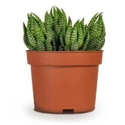 Haworthia Zebrina 13 Haworthia Zebrina -Plant Promotion Store Haworthia Zebrina Houseplant 10.5x16cm