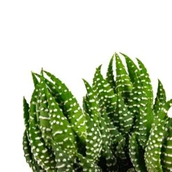 Haworthia Zebrina 12 Haworthia Zebrina -Plant Promotion Store Haworthia Zebrina Houseplant 10.5x16cm Top