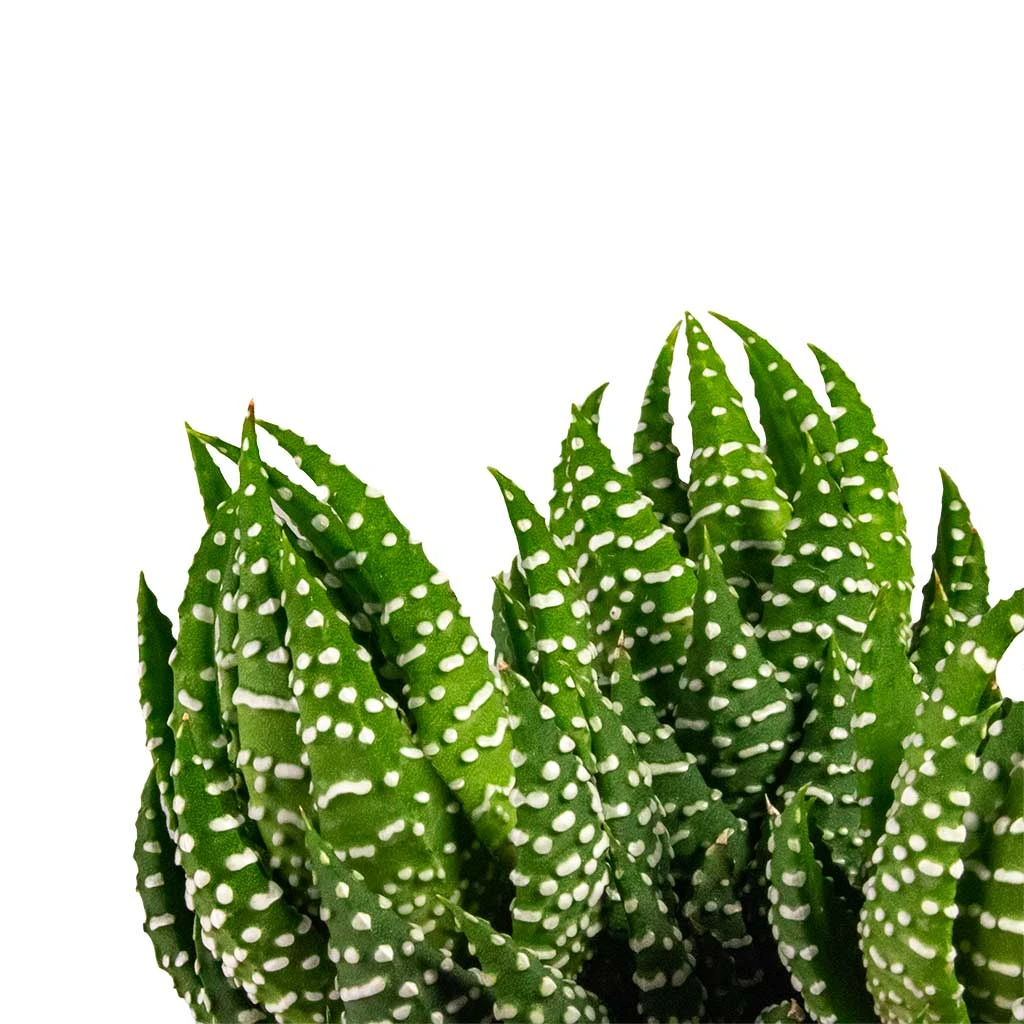 Haworthia Zebrina 4 Haworthia Zebrina - Image 2