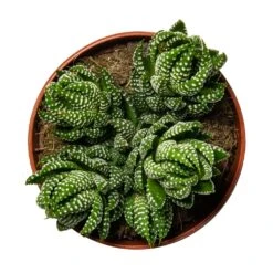 Haworthia Zebrina 14 Haworthia Zebrina -Plant Promotion Store Haworthia Zebrina Houseplant 10.5x16cm birdseye