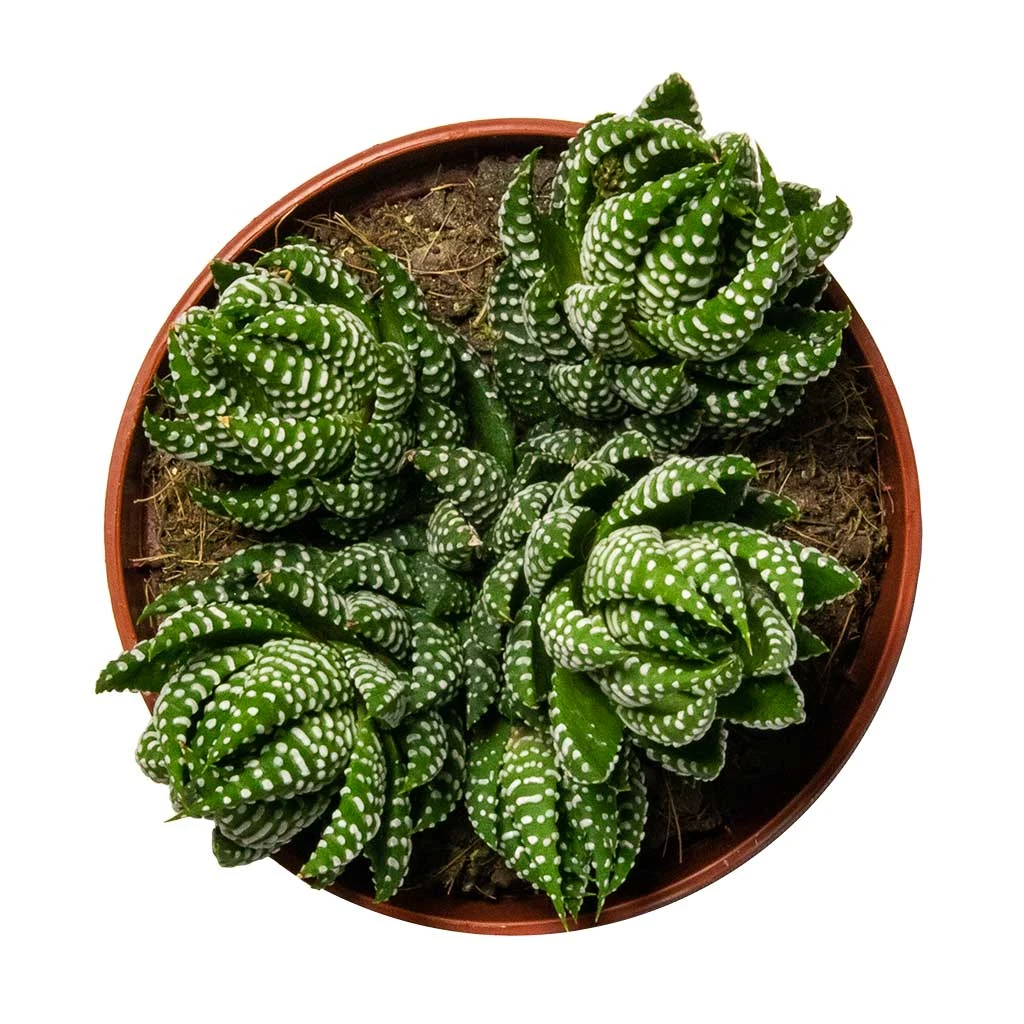 Haworthia Zebrina 6 Haworthia Zebrina - Image 4