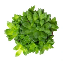 Haworthia Cooperi -Plant Promotion Store Haworthia cooperi 10.5cm Above