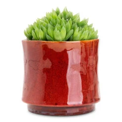 Nolan Plant Pot - Red 20 Nolan Plant Pot - Red -Plant Promotion Store Haworthia cooperi 10.5x16cm Nolan Pot Red 14x12cm 1