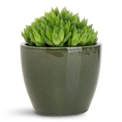 Sven Plant Pot - Sage 17 Sven Plant Pot - Sage -Plant Promotion Store Haworthia cooperi 10.5x16cm Sven Pot Sage 13x11cm 1
