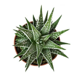 Haworthia Fasciala Alba 14 Haworthia Fasciala Alba -Plant Promotion Store Haworthia fasciala Alba 8cm Above