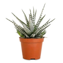 Haworthia Fasciala Alba 13 Haworthia Fasciala Alba -Plant Promotion Store Haworthia fasciala Alba 8x15cm