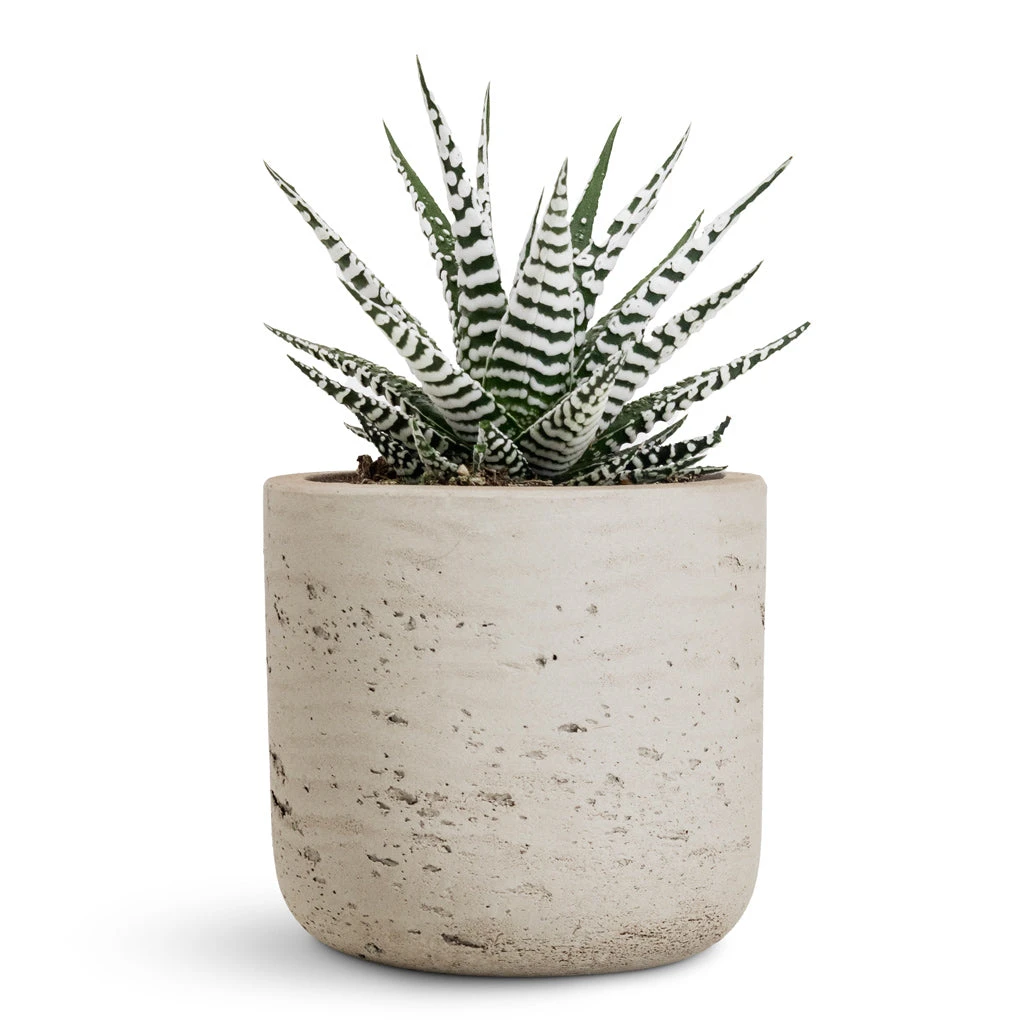 Charlie Plant Pot - Grey Washed 15 Charlie Plant Pot - Grey Washed - Image 13