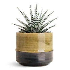 Marlijn Plant Pot - Thyme 27 Marlijn Plant Pot - Thyme -Plant Promotion Store Haworthia fasciala Alba 8x15cm Marlijn Pot Thyme 11x9cm 1