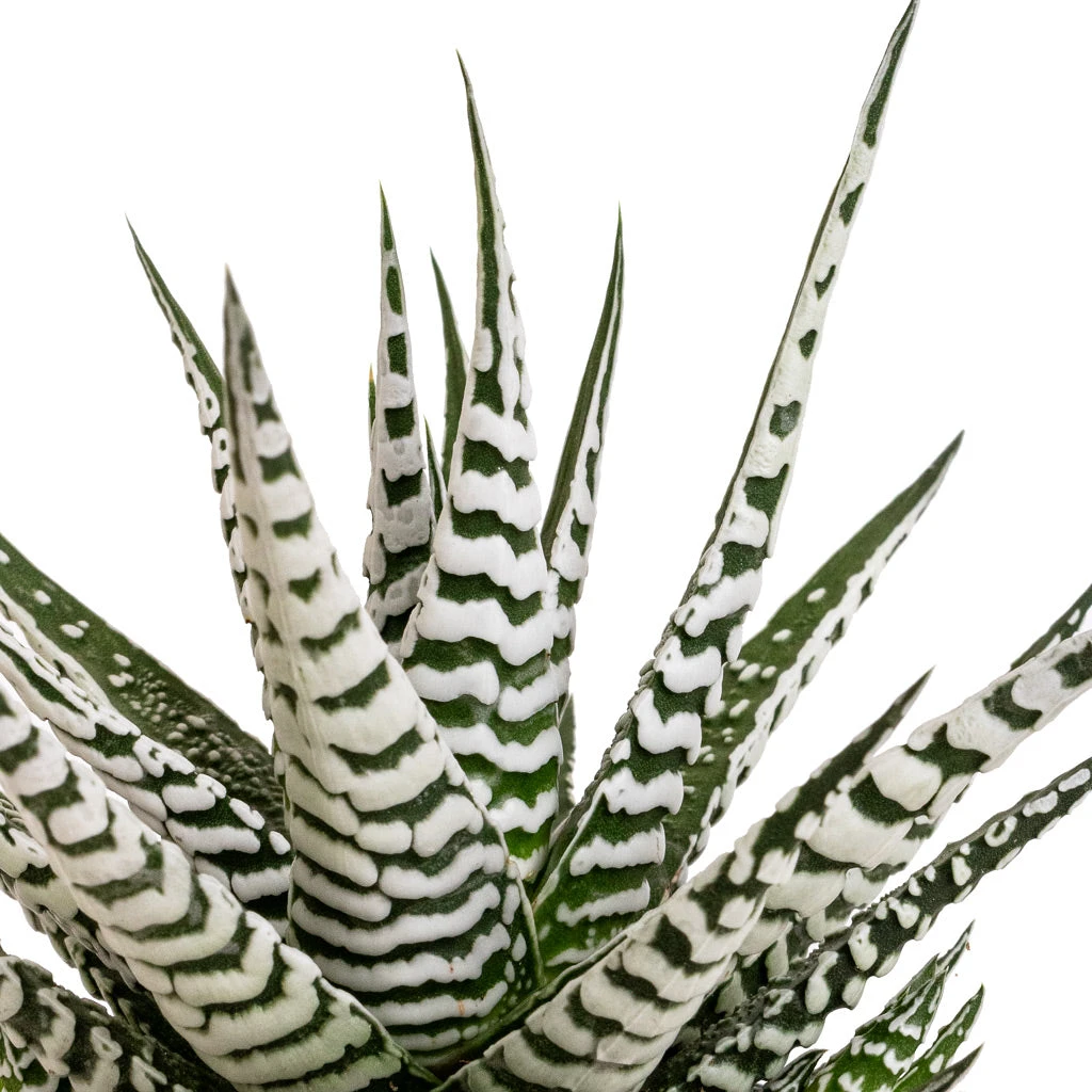 Haworthia Fasciala Alba 4 Haworthia Fasciala Alba - Image 2