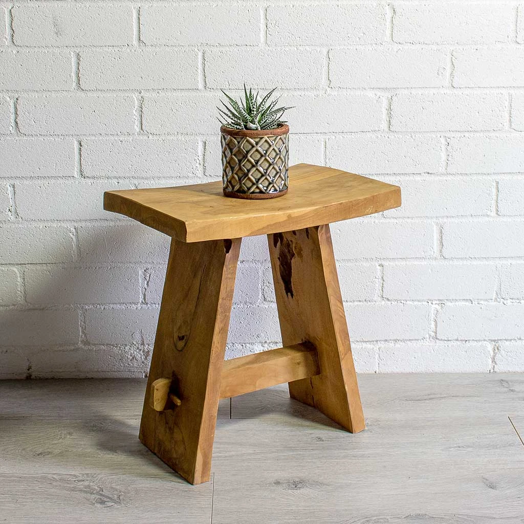 Haworthia Fasciala Alba 10 Haworthia Fasciala Alba - Image 8