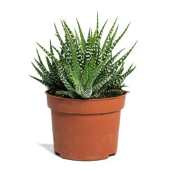 Haworthia Fasciala Big Band 17 Haworthia Fasciala Big Band -Plant Promotion Store Haworthia fasciala Big Band 10.5cm