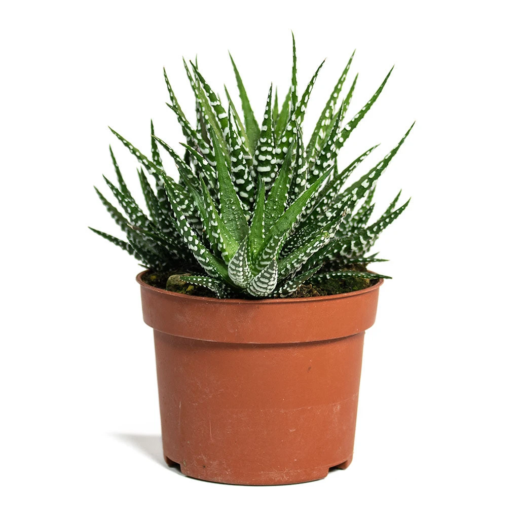 Haworthia Fasciala Big Band 8 Haworthia Fasciala Big Band - Image 6