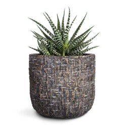 Haworthia Fasciala Big Band 18 Haworthia Fasciala Big Band -Plant Promotion Store Haworthia fasciala Big Band 10.5x17cm Maxim Plant Pot Shiny Earth 14x13cm