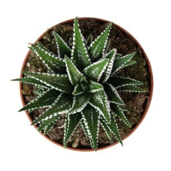 Haworthia Fasciala Big Band 16 Haworthia Fasciala Big Band -Plant Promotion Store Haworthia fasciala Big Band 8.5cm Above