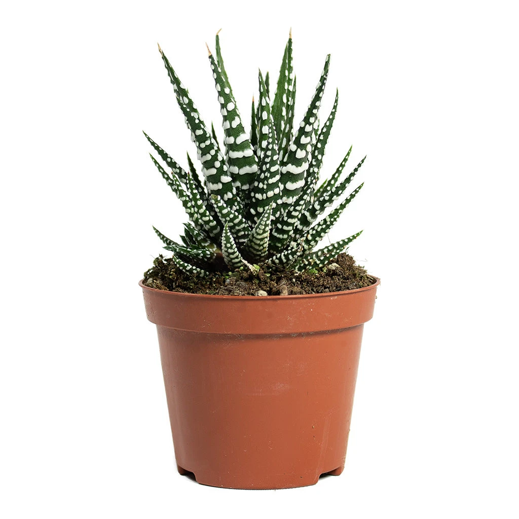 Haworthia Fasciala Big Band 6 Haworthia Fasciala Big Band - Image 4