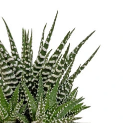 Haworthia Fasciala Big Band 14 Haworthia Fasciala Big Band -Plant Promotion Store Haworthia fasciala Big Band DETAIL