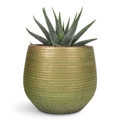 Lydia Plant Pot - Shiny Green -Plant Promotion Store Haworthia fasciala Concolor 10.5x17cm Lydia Plant Pot Shiny Green 15x13cm 1