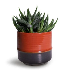 Marlijn Plant Pot - Coral 25 Marlijn Plant Pot - Coral -Plant Promotion Store Haworthia fasciala Concolor 8x15cm Marlijn Plant Pot Blush 11x9cm