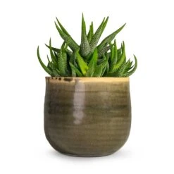 Haworthia Fasciala Concolor -Plant Promotion Store Haworthia fasciala Concolor Houseplant 10.5x17cm Plant Pot Iris Moss Grey 14x12cm 02e3bb45 df0b 4e5a 82fc f6a9d105bbfe