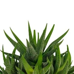 Haworthia Fasciala Concolor -Plant Promotion Store Haworthia fasciala Concolor Houseplant 10.5x17cm top