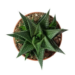 Haworthiopsis Limifolia - Fairy Washboard 12 Haworthiopsis Limifolia - Fairy Washboard -Plant Promotion Store Haworthiopsis limifolia Fairy Washboard 10.5cm Above
