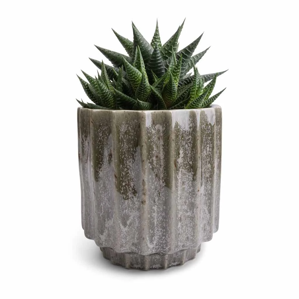 Lugano Scalloped Plant Pot - Green 6 Lugano Scalloped Plant Pot - Green - Image 4