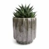 Haworthiopsis Limifolia - Fairy Washboard 2 Haworthiopsis Limifolia - Fairy Washboard -Plant Promotion Store Haworthiopsis limifolia Fairy Washboard 10.5x15cm Lugano Scalloped Plant Pot Green 13x13cm 30f18ff3 c09f 4b10 ae03 7bc4cd3d4a91