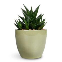 Haworthiopsis Limifolia - Fairy Washboard 15 Haworthiopsis Limifolia - Fairy Washboard -Plant Promotion Store Haworthiopsis limifolia Fairy Washboard 10.5x15cm Sven Plant Pot Mint 13x11cm