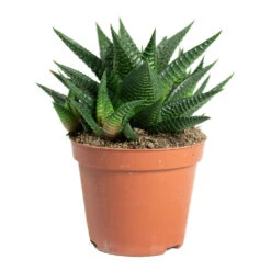 Haworthiopsis Limifolia - Fairy Washboard 16 Haworthiopsis Limifolia - Fairy Washboard -Plant Promotion Store Haworthiopsis limifolia Fairy Washboard 8.5cm