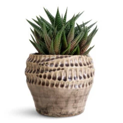 Deb Plant Pot - Aubergine -Plant Promotion Store Haworthiopsis limifolia Fairy Washboard 8.5x14cm Deb Pot Aubergine 13x11cm 1