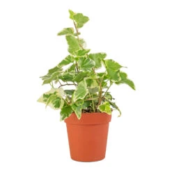 Hedera Helix White Wonder - English Ivy -Plant Promotion Store Hedera variegated 9cm