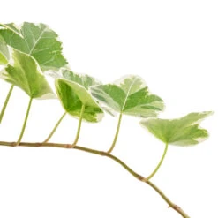 Hedera Helix White Wonder - English Ivy -Plant Promotion Store Hedera variegated 9cm SWATCH