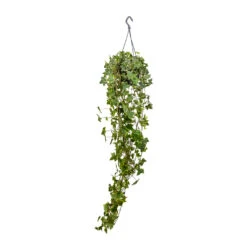 Hedera Helix Golden Kolibri - English Ivy -Plant Promotion Store Hedera helix Golden Kolibri English Ivy 13x100cm