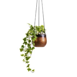 Mya Hanging Planter - Shiny Mocha 13 Mya Hanging Planter - Shiny Mocha -Plant Promotion Store Hedera helix Golden Kolibri English Ivy 13x20cm Mya Hanging Planter Shiny Mocha 15x13cm