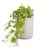 Hedera Helix Golden Kolibri - English Ivy 1 Hedera Helix Golden Kolibri - English Ivy -Plant Promotion Store Hedera helix Golden Kolibri English Ivy 13x20cm Suzi Plant Pot Grey Washed 18x21.5cm