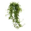 Hedera Helix Pittsburgh - English Ivy 2 Hedera Helix Pittsburgh - English Ivy -Plant Promotion Store Hedera helix Pittsburgh English Ivy