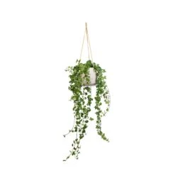 Patt Hanging Plant Pot - Grey Washed 34 Patt Hanging Plant Pot - Grey Washed -Plant Promotion Store Hedera helix Pittsburgh English Ivy 17x70cm Patt Hanging Plant Pot Grey Washed 23x20cm a1a4f151 3a2f 4e57 863a c1adb4da0355