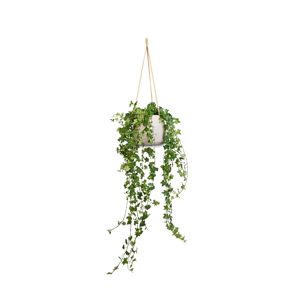 Patt Hanging Plant Pot - Grey Washed 16 Patt Hanging Plant Pot - Grey Washed - Image 14