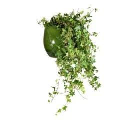 Hedera Helix Pittsburgh - English Ivy 16 Hedera Helix Pittsburgh - English Ivy -Plant Promotion Store Hedera helix Pittsburgh English Ivy 24x100cm Aimee Plant Pot Pear 33x28cm