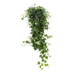 Hedera Helix Pittsburgh - English Ivy 18 Hedera Helix Pittsburgh - English Ivy -Plant Promotion Store Hedera helix Pittsburgh English Ivy large