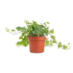 Hedera Helix Pittsburgh - English Ivy 19 Hedera Helix Pittsburgh - English Ivy -Plant Promotion Store Hedera helix Pittsburgh English Ivy stems 2