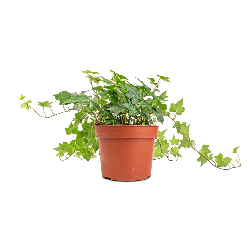 Hedera Helix Pittsburgh - English Ivy 10 Hedera Helix Pittsburgh - English Ivy - Image 8