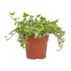 Hedera Helix White Wonder - English Ivy -Plant Promotion Store Hedera helix White Wonder English Ivy 13x20cm