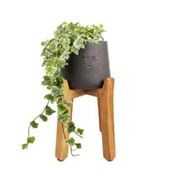 Hedera Helix White Wonder - English Ivy -Plant Promotion Store Hedera helix White Wonder English Ivy 13x20cm Patt Plant Pot Tall Stand Black Washed 23x34cm