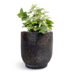 Hedera Helix White Wonder - English Ivy -Plant Promotion Store Hedera helix White Wonder English Ivy 9x10cm Dave Plant Pot Earth 11x12cm