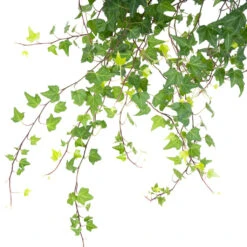 Hedera Helix Pittsburgh - English Ivy 15 Hedera Helix Pittsburgh - English Ivy -Plant Promotion Store HederahelixPittsburgh EnglishIvy close up