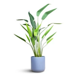 Lisbon Plant Pot - Powder Blue -Plant Promotion Store Heliconia Artificial 125cm Lisbon Pot Powder Blue 26x26cm